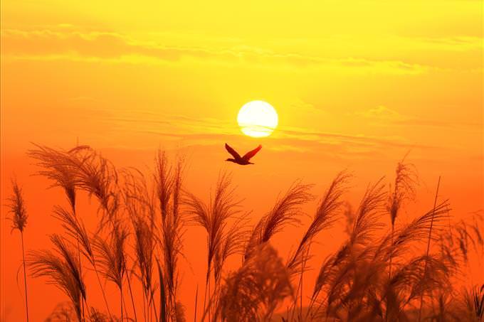 bird flying over fields at dusk