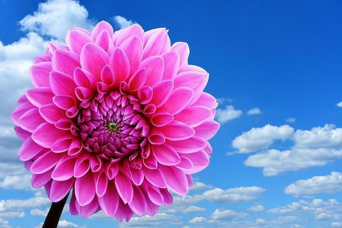 Test de personalidad: una flor rosa contra un cielo azul con nubes.
