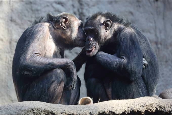 two monkeys kissing