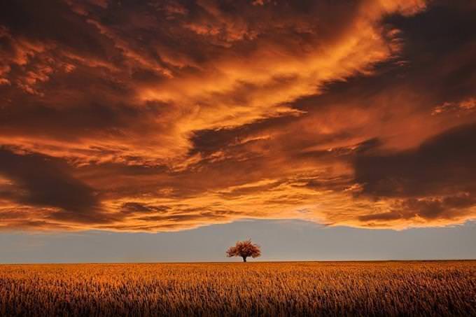 a tree in a field with the sun setting over it