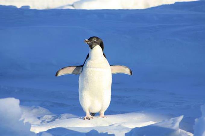 Penguin with open wings