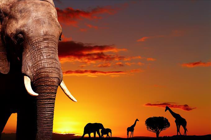 elephants at dusk