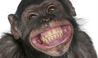grinning chimpanzee