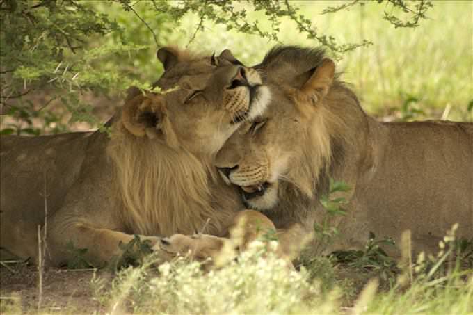 two lions kissing