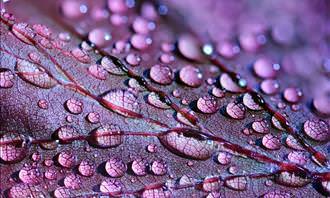 dew on purple leaf