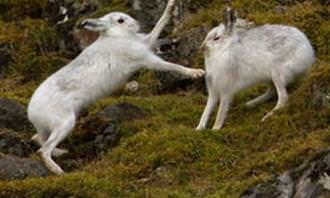 two wild hares fighting