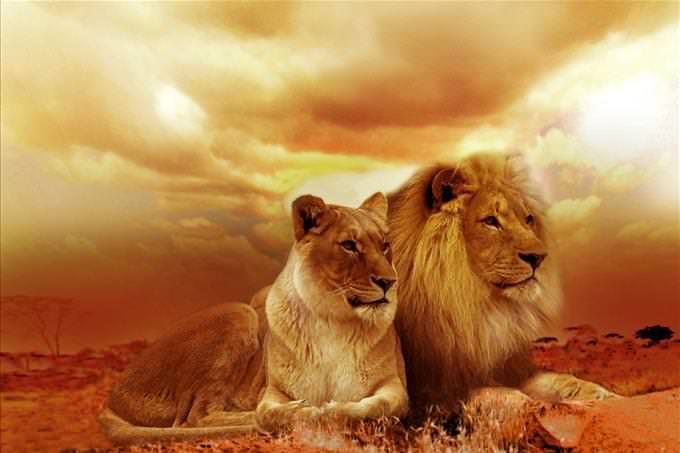 lion and lioness at dusk