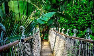 hanging bridge in rain forest