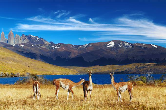 animales en Chile