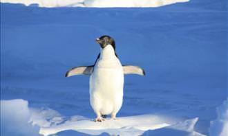 pingüino en hielo