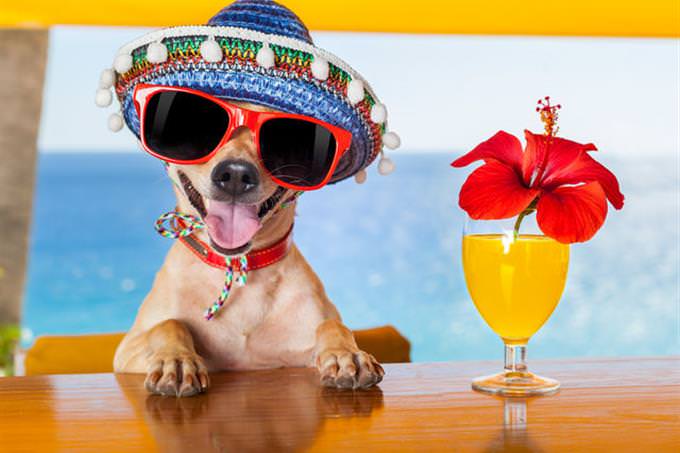 dog on vacation with cocktail