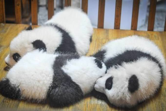 3 panda cubs