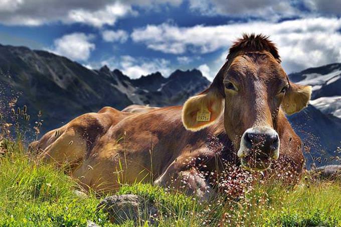 cow laying down