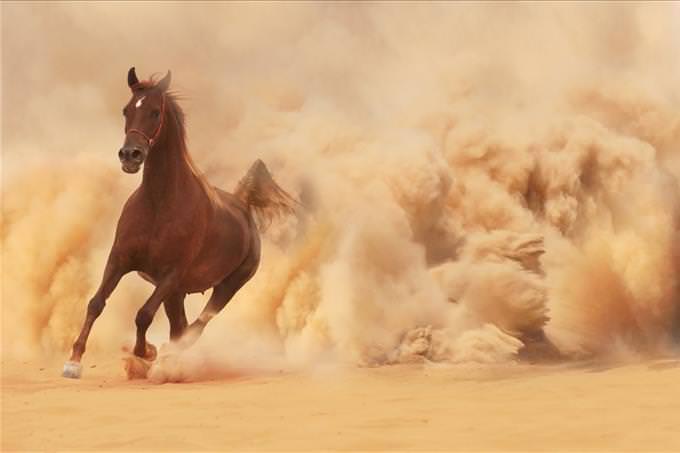 horse escaping from sandstorm