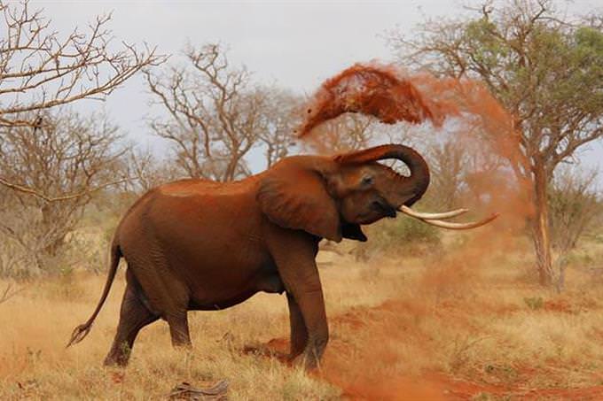 elephant flinging sand with his trunk