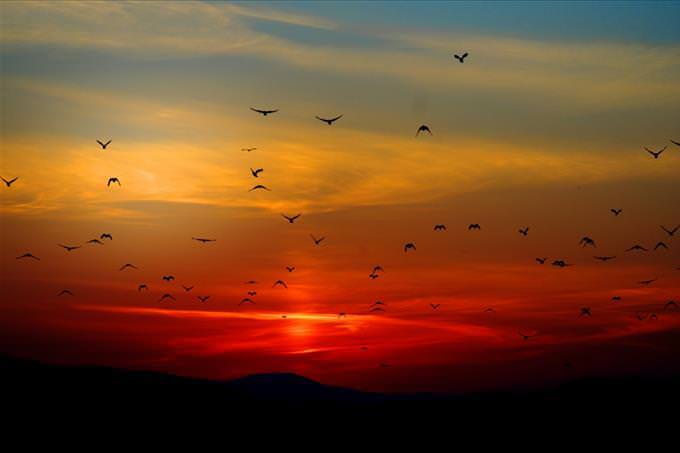birds flying at dusk