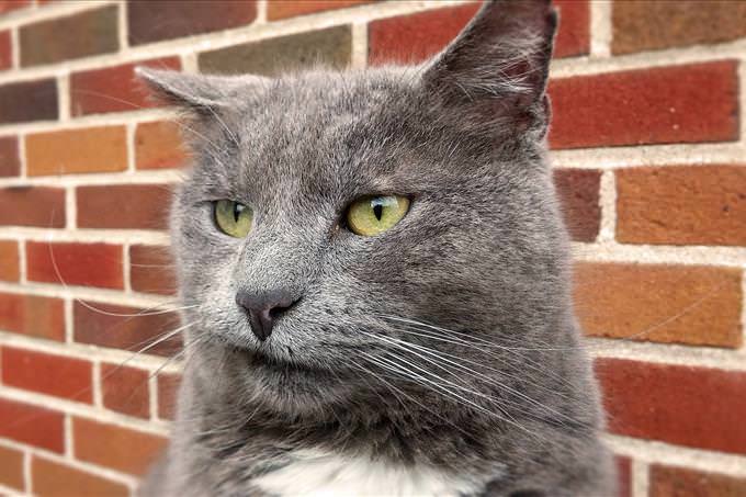 grey cat in front of brick wall