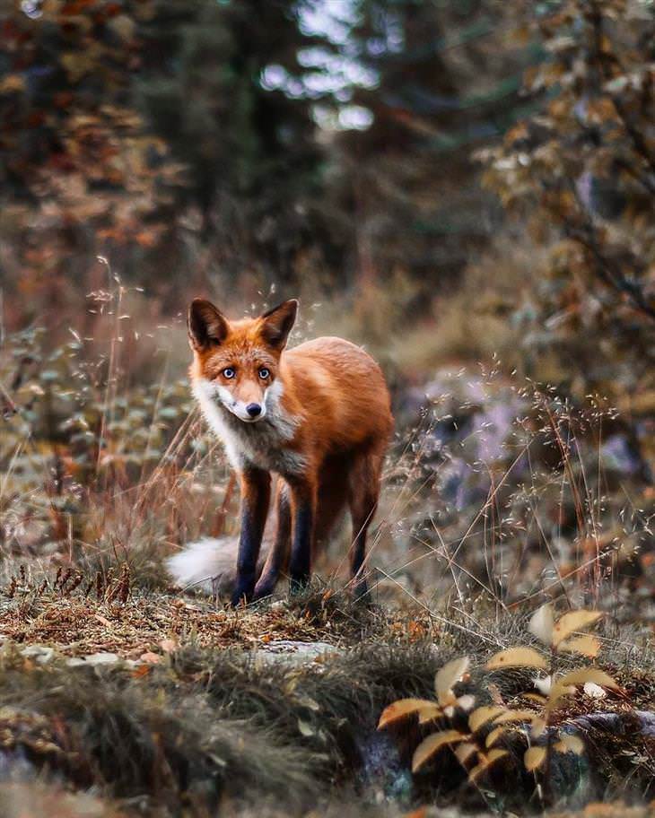 Fotografías De Los Animales De Los Bosques En Finlandia zorro en el bosque