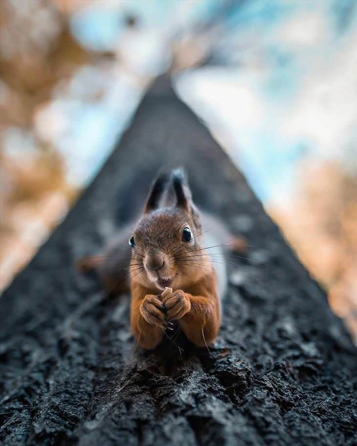 Fotografías De Los Animales De Los Bosques En Finlandia ardilla sonriendo