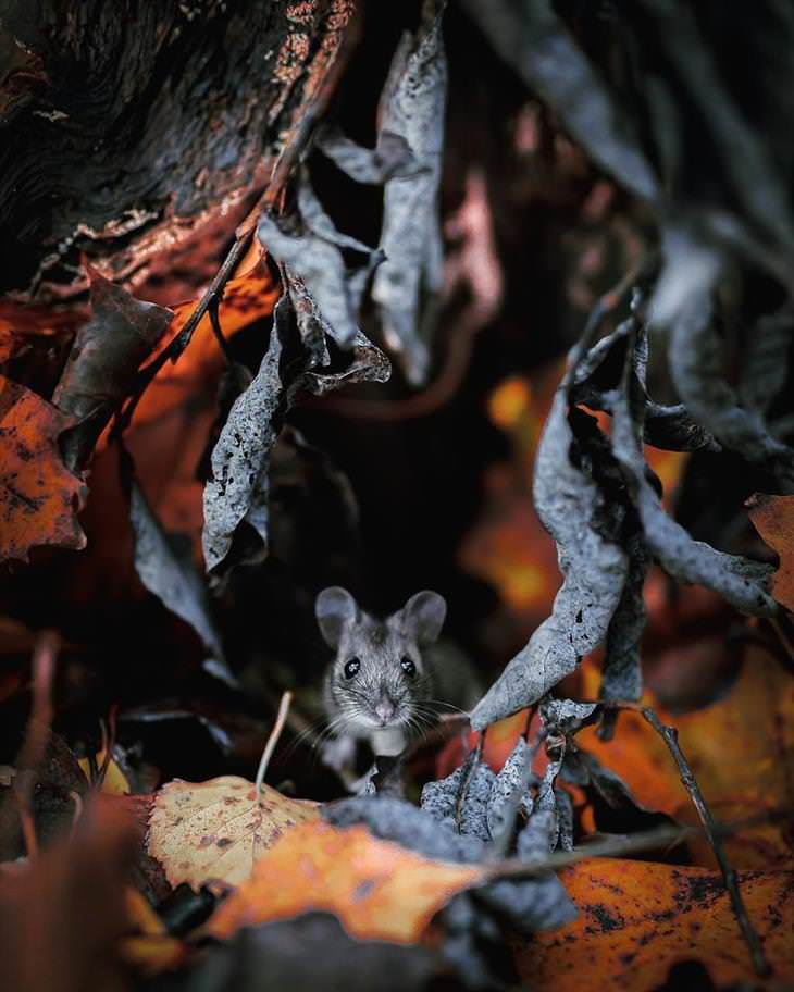 Fotografías De Los Animales De Los Bosques En Finlandia ratón 