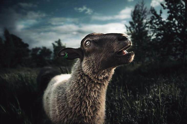 Fotografías De Los Animales De Los Bosques En Finlandia oveja