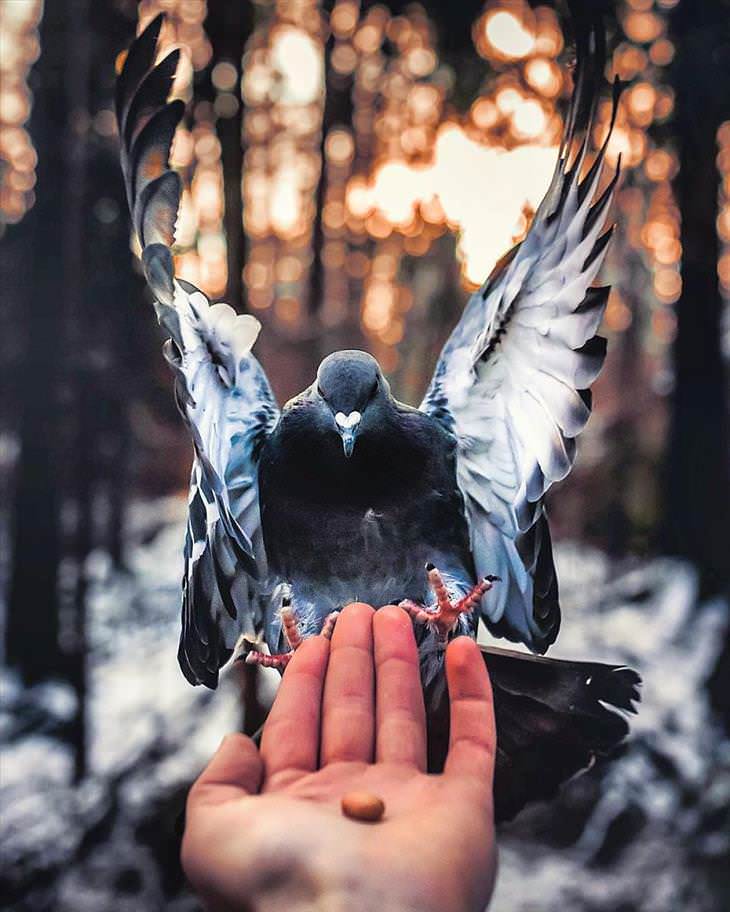 Fotografías De Los Animales De Los Bosques En Finlandia paloma en la mano