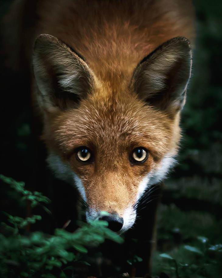 Fotografías De Los Animales De Los Bosques En Finlandia zorro acercamiento