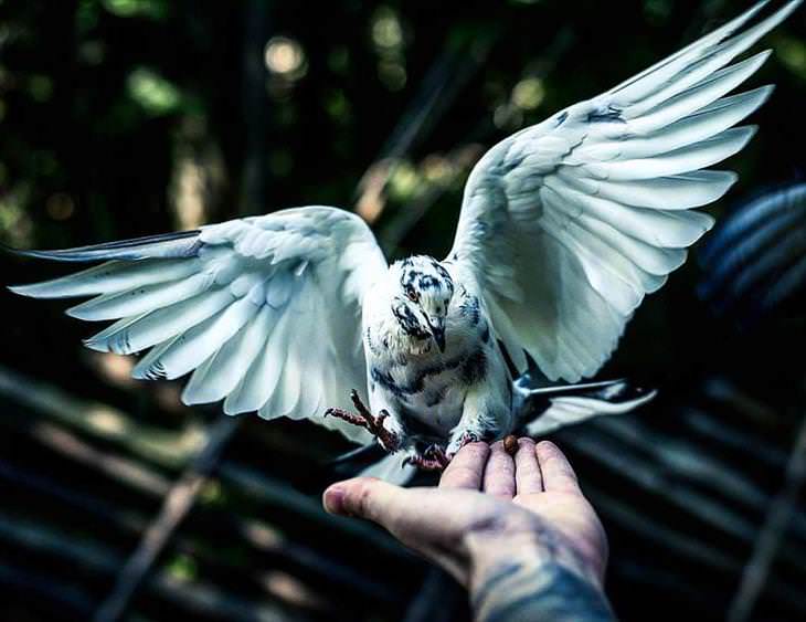 Fotografías De Los Animales De Los Bosques En Finlandia paloma blanca