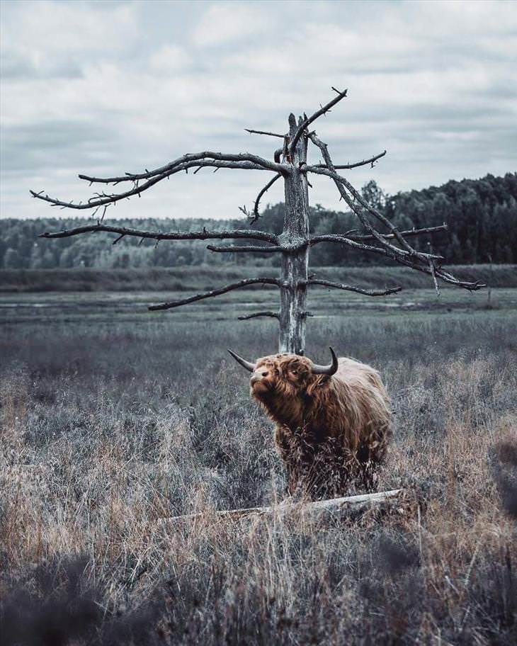 Fotografías De Los Animales De Los Bosques En Finlandia toro peludo en el campo