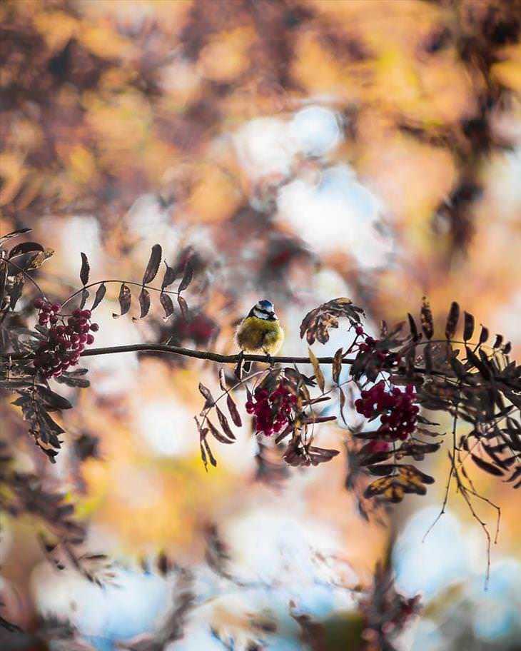 Fotografías De Los Animales De Los Bosques En Finlandia ave posado en una rama