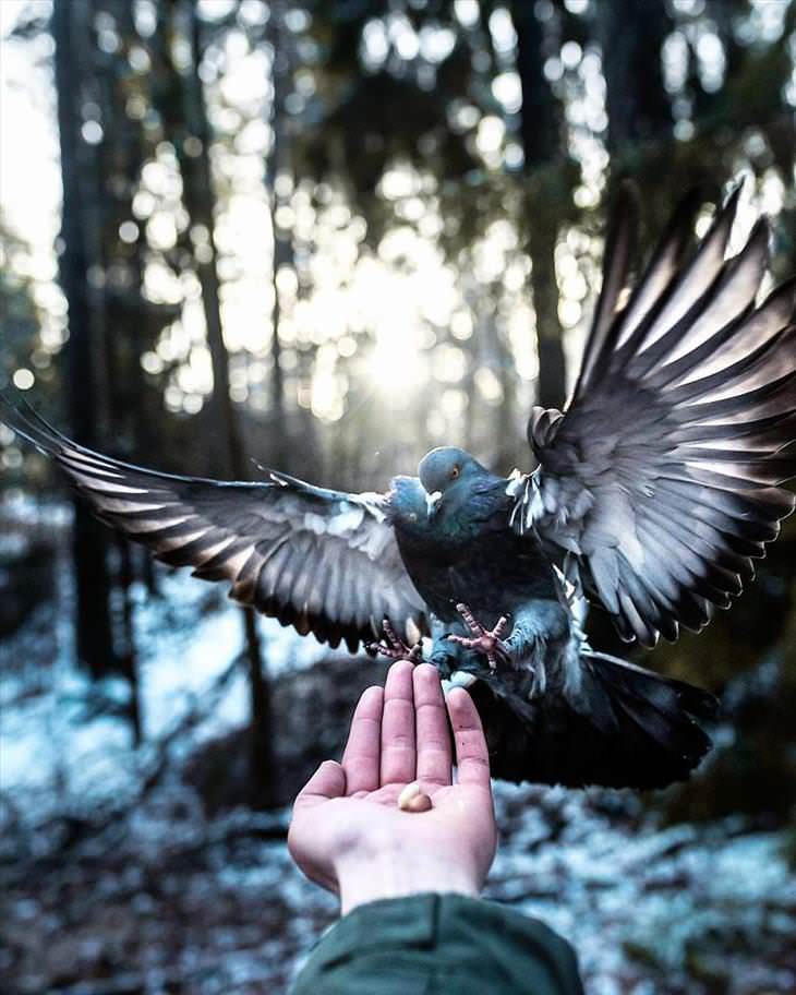 Fotografías De Los Animales De Los Bosques En Finlandia paloma aterrizando