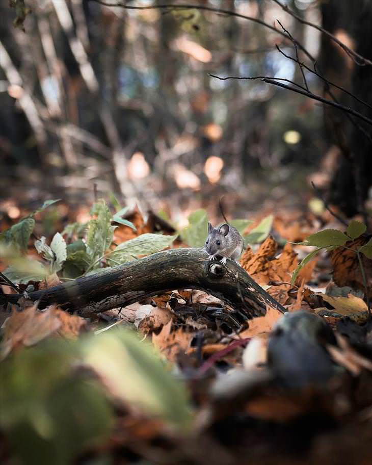 Fotografías De Los Animales De Los Bosques En Finlandia ratón en un tronco