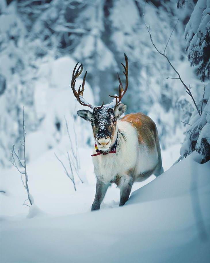 Fotografías De Los Animales De Los Bosques En Finlandia renos en la nieve