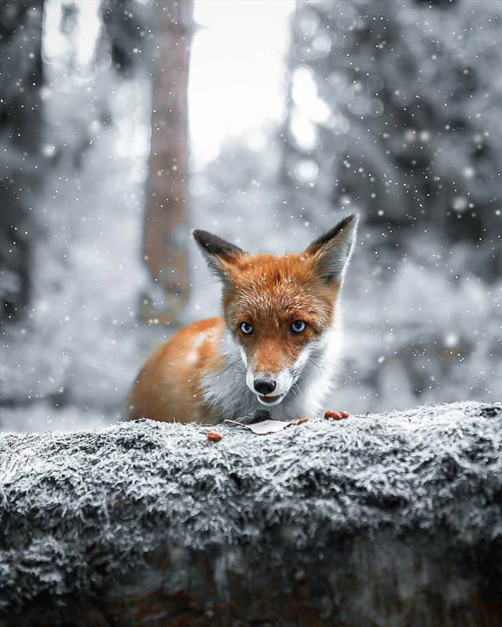 Fotografías De Los Animales De Los Bosques En Finlandia zorro en la nieve
