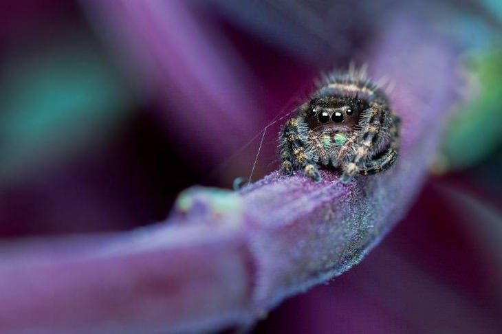 Imágenes microscópicas Una araña