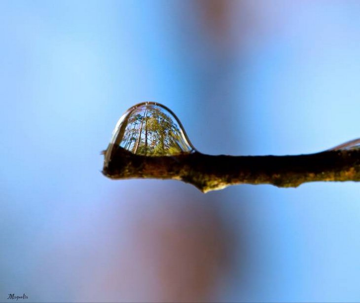 Imágenes microscópicas La refracción de un bosque en una gota de agua