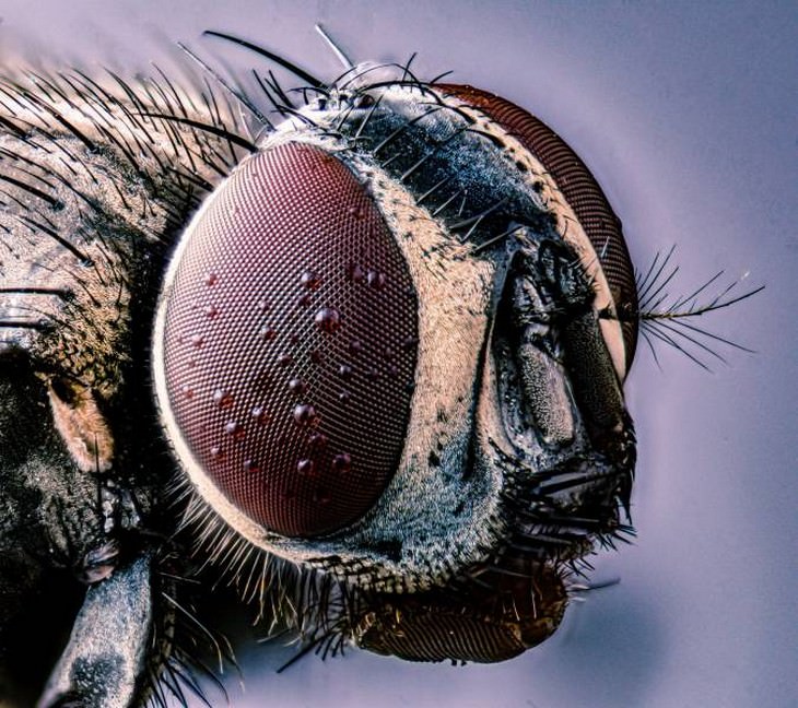 Imágenes microscópicas El ojo de una mosca