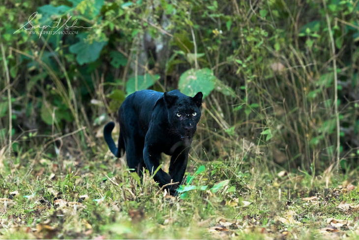 3. Leopardo melanistico India Supreet Sahoo