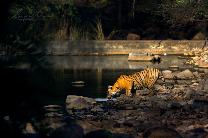 fotos de india tigre