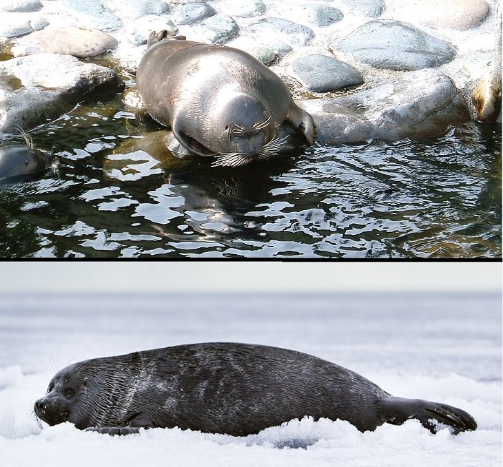 Datos interesantes sobre 14 diferentes especies de focas Foca de Baikal (Pusa sibirica)