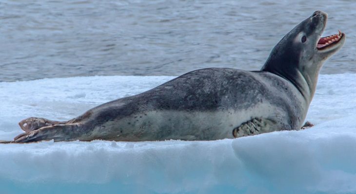 Datos interesantes sobre 14 diferentes especies de focas Foca leopardo (Hydrurga leptonyx) 