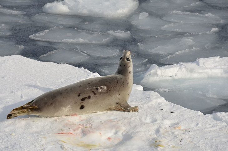 Datos interesantes sobre 14 diferentes especies de focas Foca de Groenlandia (Pagophilus groenlandicus)