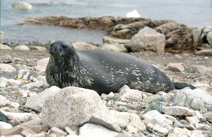 Datos interesantes sobre 14 diferentes especies de focas Foca de Weddell (Leptonychotes weddellii)