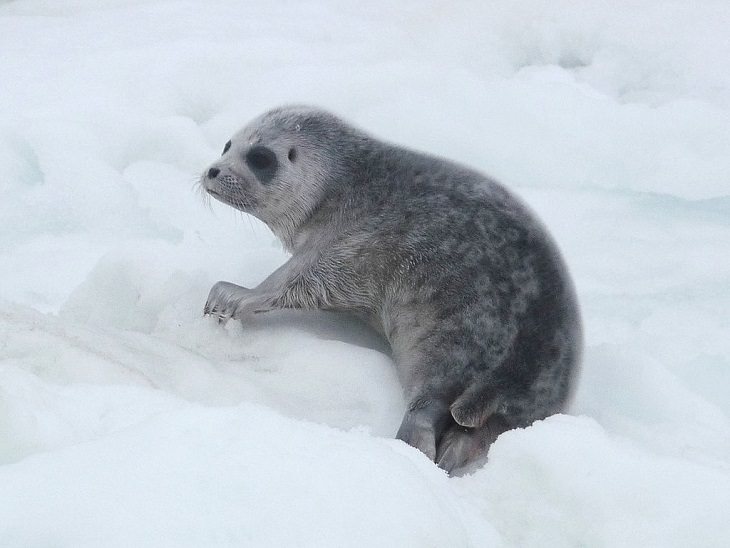Datos interesantes sobre 14 diferentes especies de focas Foca anillada (Pusa hispida o Phoca hispida)