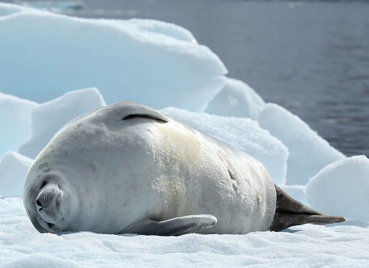 Datos interesantes sobre 14 diferentes especies de focas Foca cangrejera (Lobodon carcinophaga)