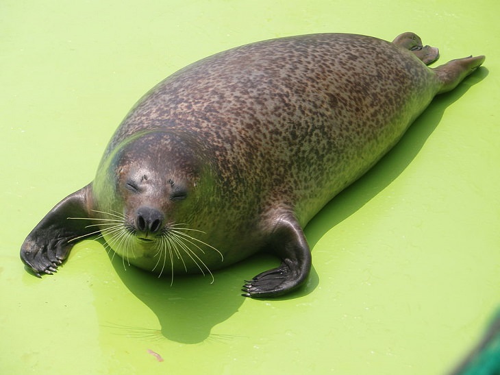 Datos interesantes sobre 14 diferentes especies de focas Foca manchada (Phoca largha)