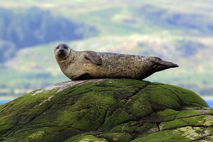 Datos interesantes sobre 14 diferentes especies de focas Foca de puerto (Phoca vitulina)