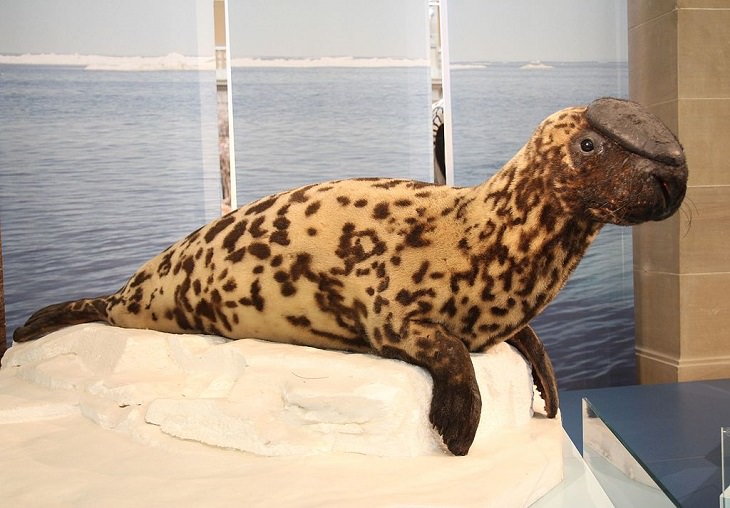  Datos interesantes sobre 14 diferentes especies de focas Foca encapuchada (Cystophora cristata)