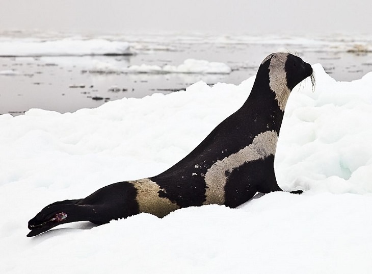 Datos interesantes sobre 14 diferentes especies de focas Foca de cinta (Histriophoca fasciata)