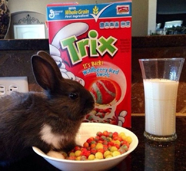 Animales en situaciones cómicas conejo desayunando cereal